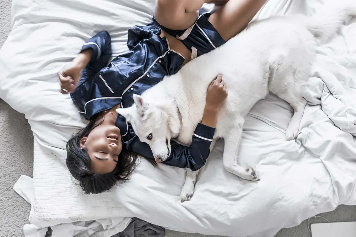El perro como animal de compañía: requisitos, equipamiento básico, adiestramiento y peluquería canina