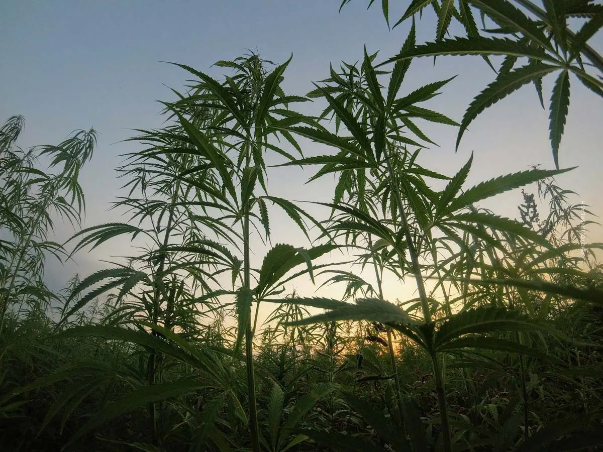 Variedades de cannabis: las mejores y más populares