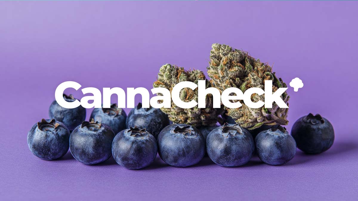 Comparación de precios de cannabis: Buds económicas, farmacias y receta en línea